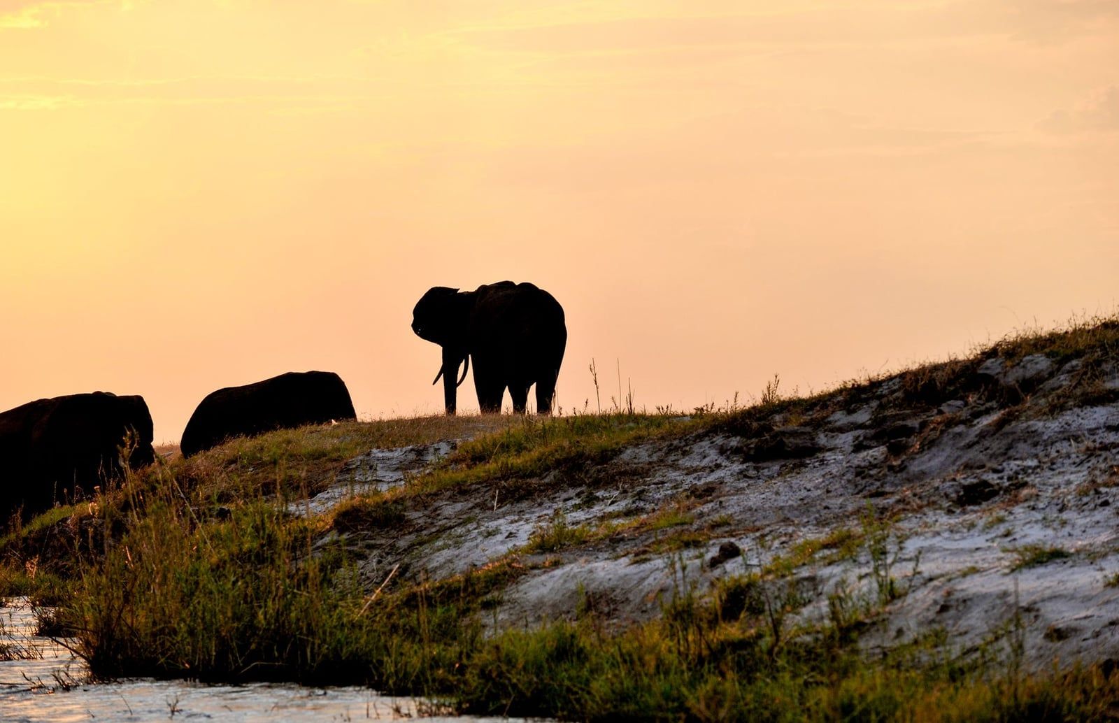 Elefanten als Silhouetten auf einem grasbewachsenen Flussufer am Chobe-Fluss bei Sonnenuntergang im Chobe-Nationalpark.