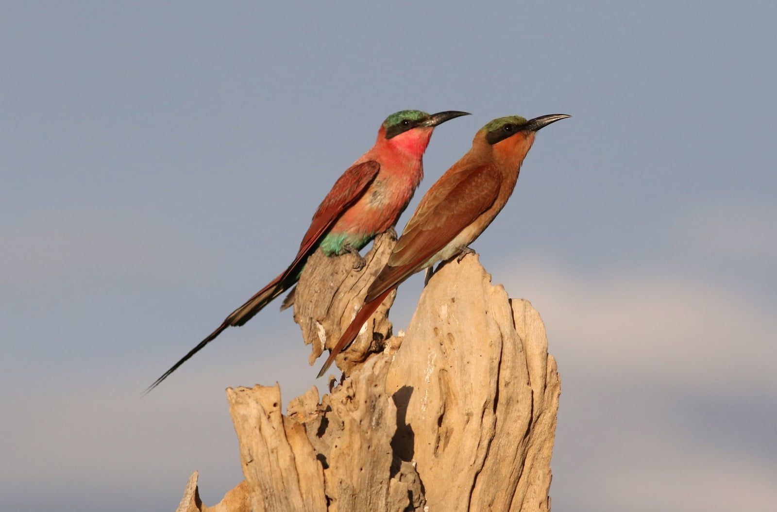 Deux guêpiers écarlates du sud perchés au sommet d'une souche d'arbre décolorée face au ciel dans le parc national de Chobi.