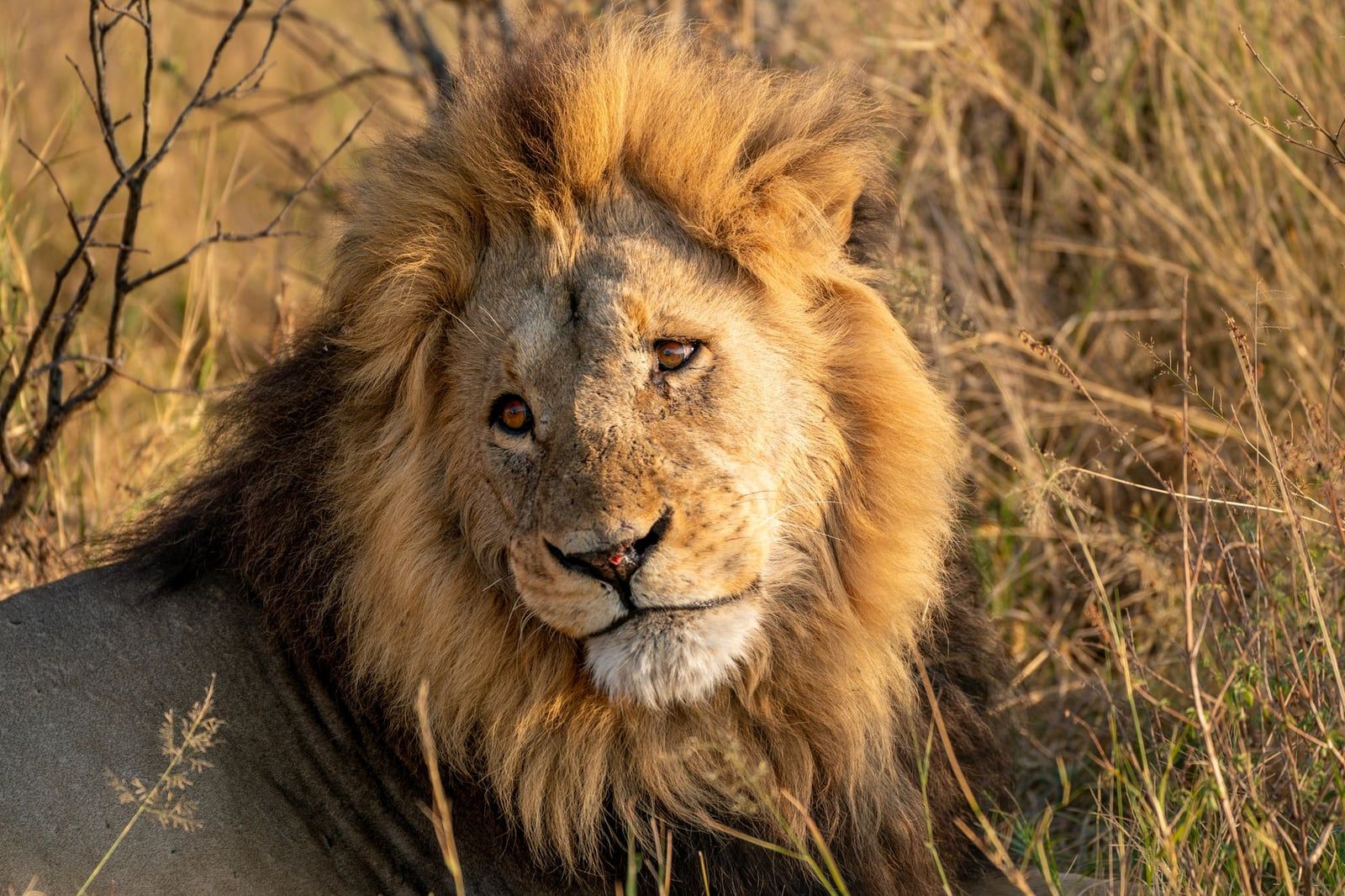 A male lion rests among dry grass in Savuti, Chobe National Park.