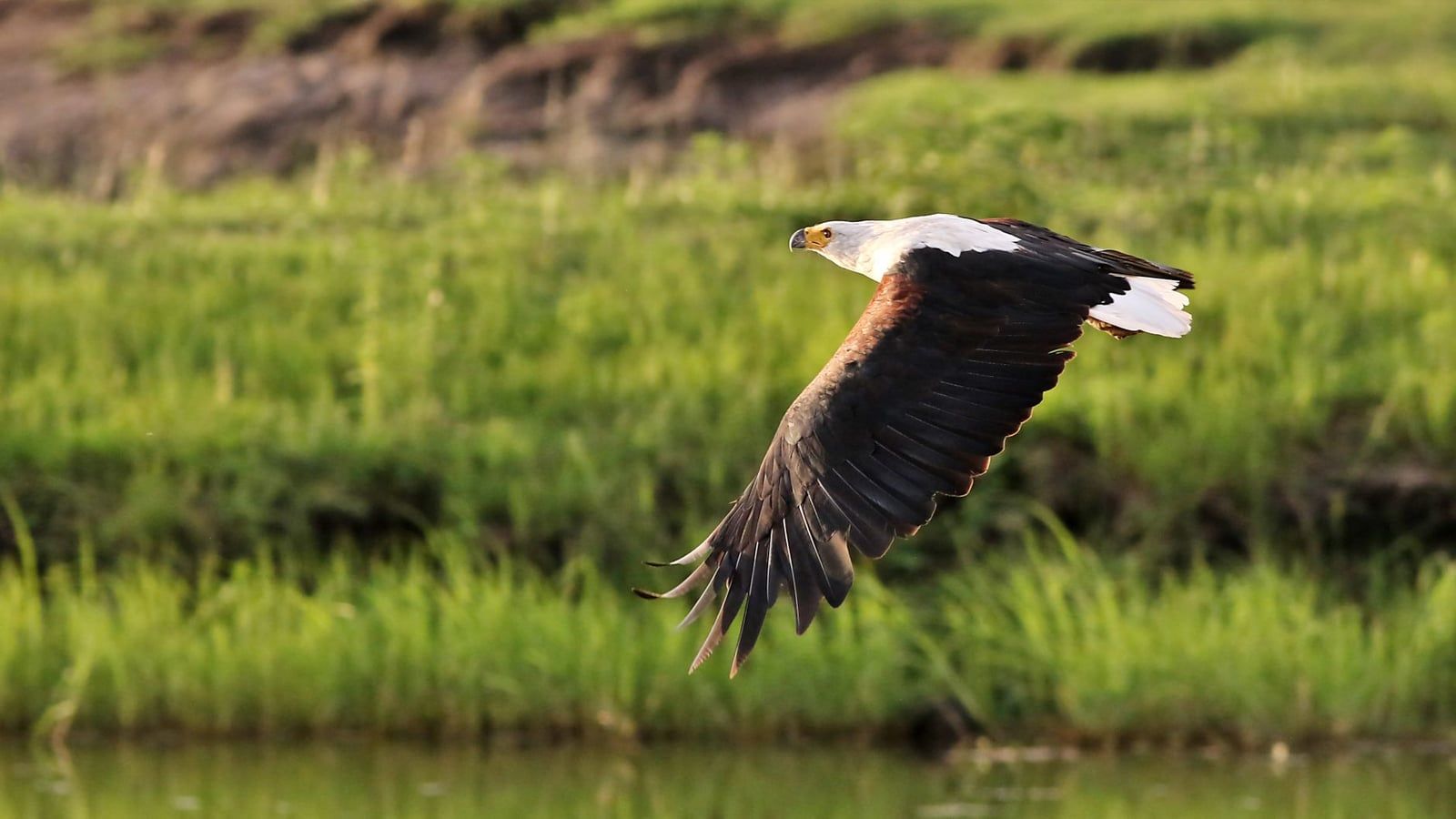 Ein Schreiseeadler gleitet tief über das Wasser und die üppigen grasbewachsenen Ufer des Chobe-Flusses im Chobe-Nationalpark.