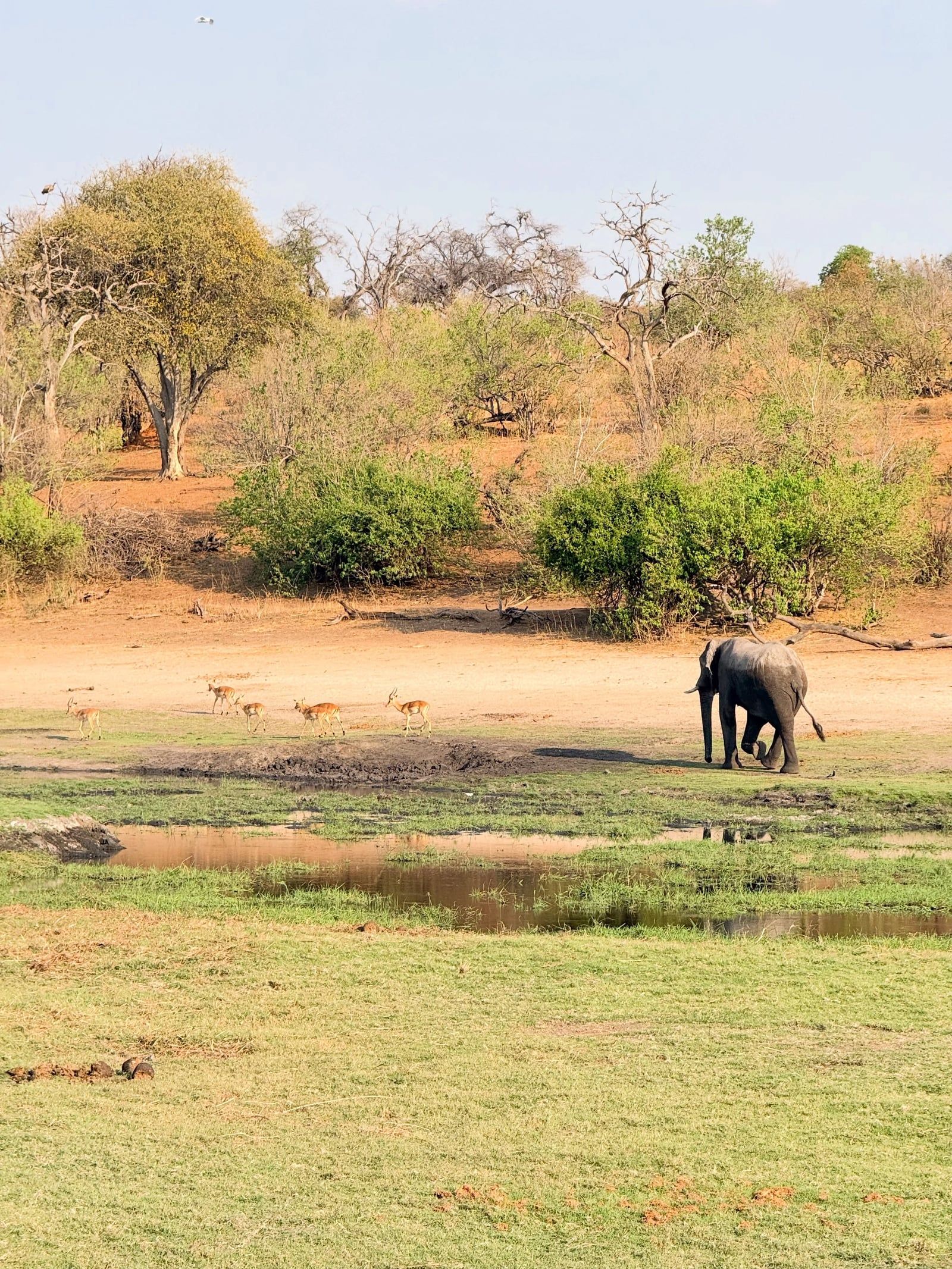 Chobe National Park view