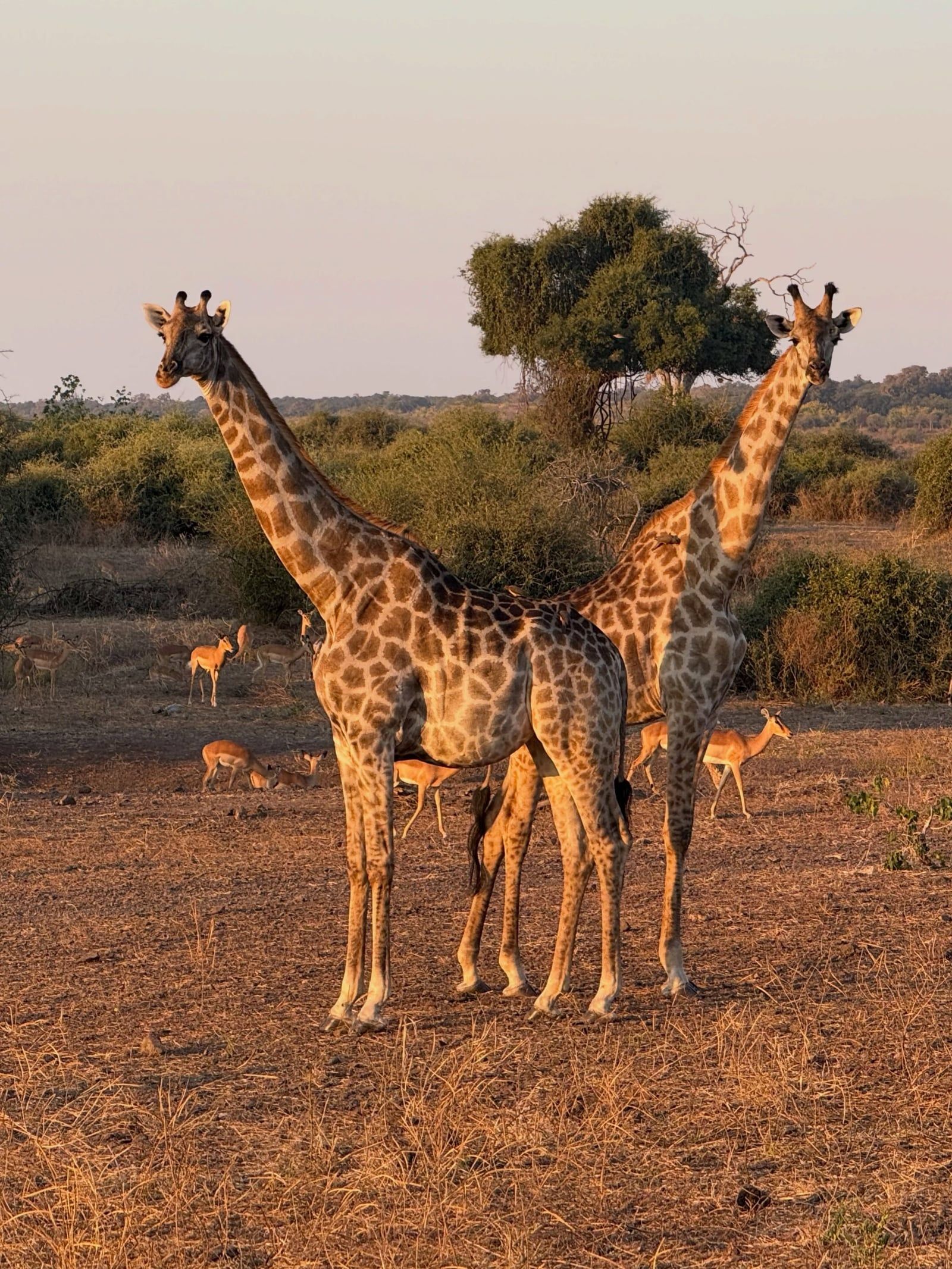 Chobe National Park view