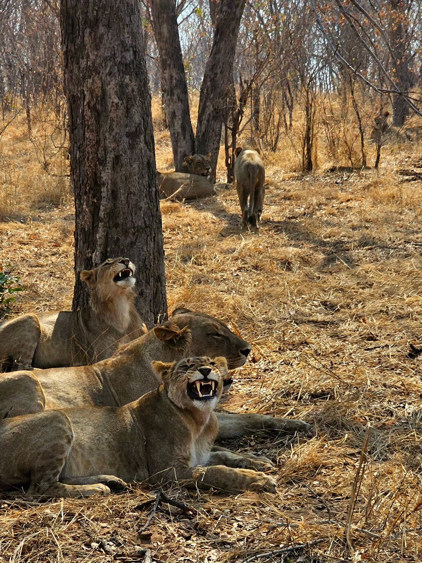 Chobe National Park view
