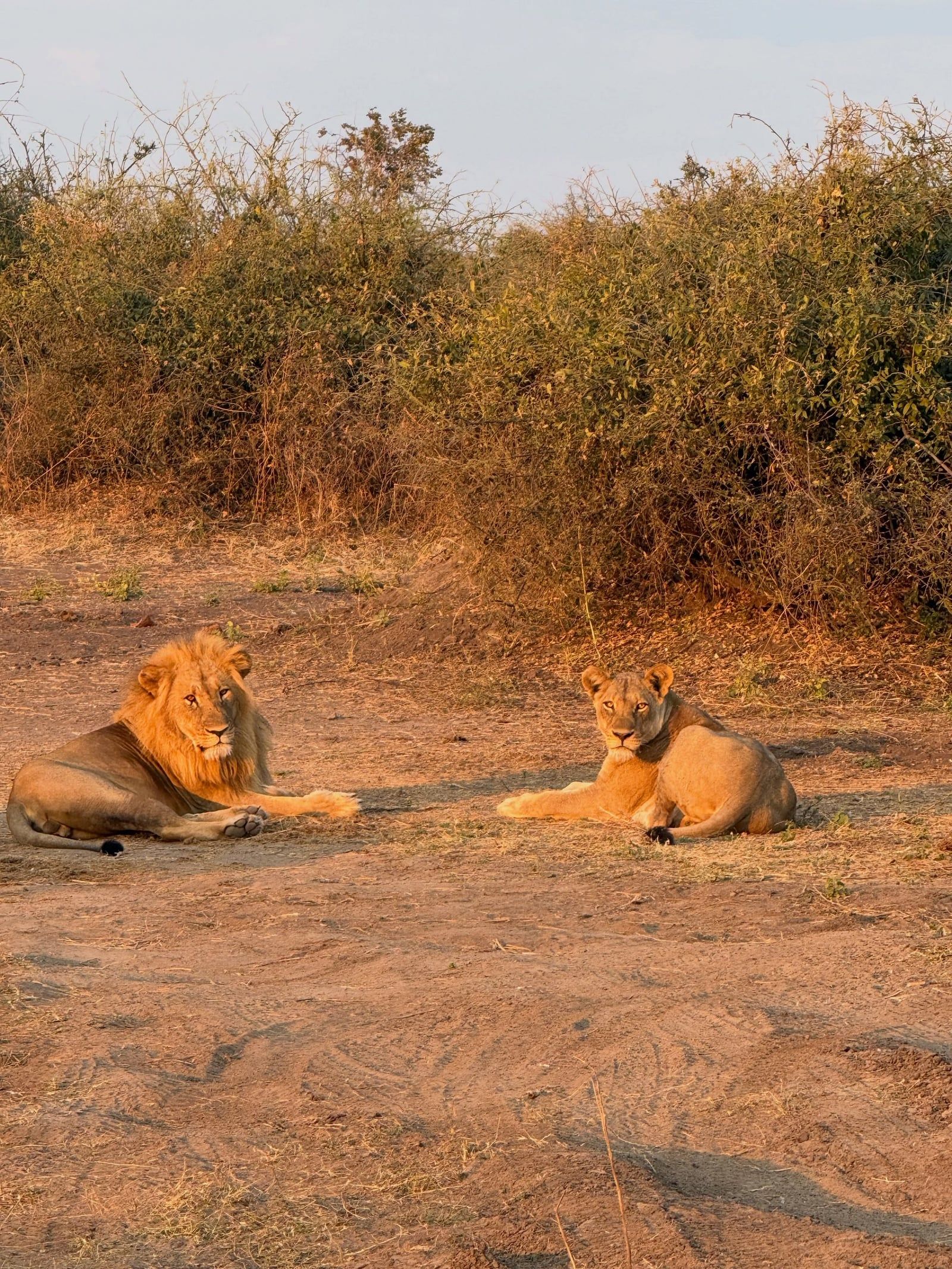 Besucherfoto einer Chobe-Nationalpark Tour
