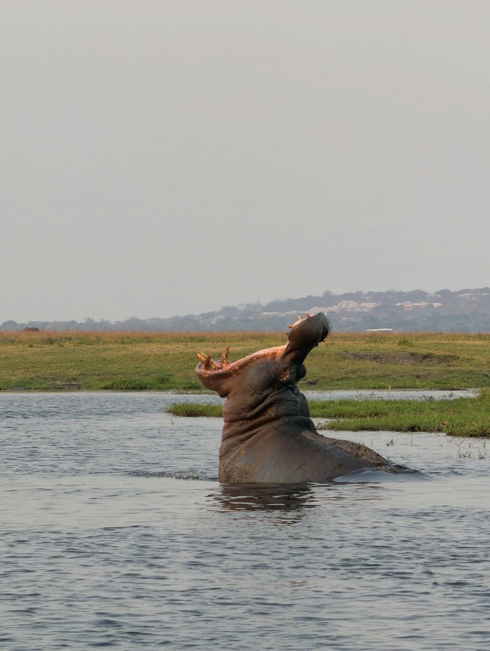 Besucherfoto einer Chobe-Nationalpark Tour